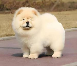 无毛犬贵宾松狮比熊，爱干净好养！（中国最干净狗第一名）