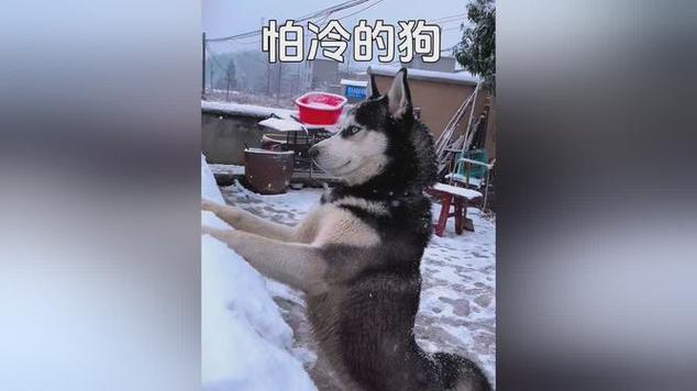 三九四九冻死狗，道出冬日最冷时（三九四九冻死老狗）