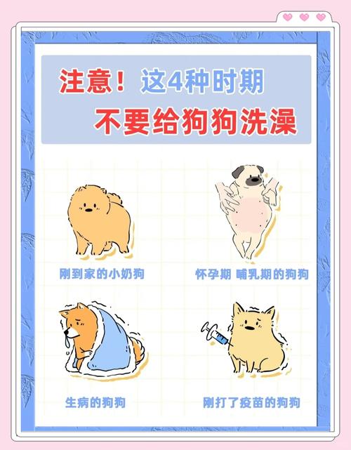 满月小狗体味重正常,洗澡有风险,不建议勤洗(刚满月小狗体味重可以每天洗澡吗) 满月小狗体味重正常,洗澡有风险,不建议勤洗(刚满月小狗体味重可以每天洗澡吗)