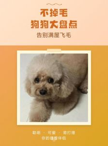 适合过敏人群，好养易打理（哪种品种的狗不掉毛）