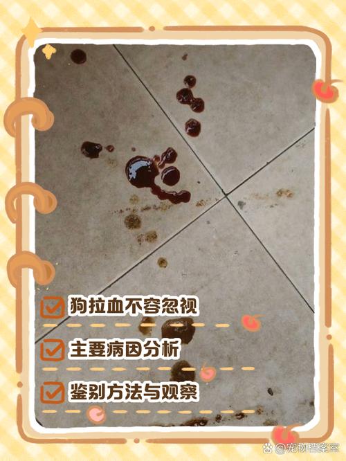 狗狗吃蓝莓拉血原因及处理方法（狗狗吃完蓝莓拉血）
