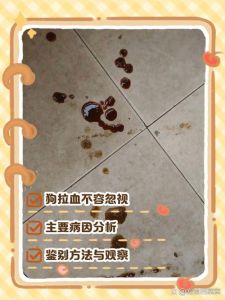 狗狗吃蓝莓拉血原因及处理方法（狗狗吃完蓝莓拉血）