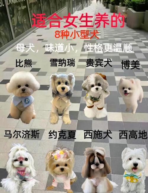 狗狗掉毛多？梳洗饮食要注意！（狗吃什么不掉毛）