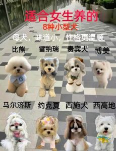 狗狗掉毛多？梳洗饮食要注意！（狗吃什么不掉毛）