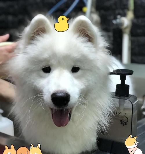 狗体味重怎么办？（狗为什么体味重）