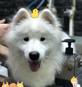 狗体味重怎么办？（狗为什么体味重）