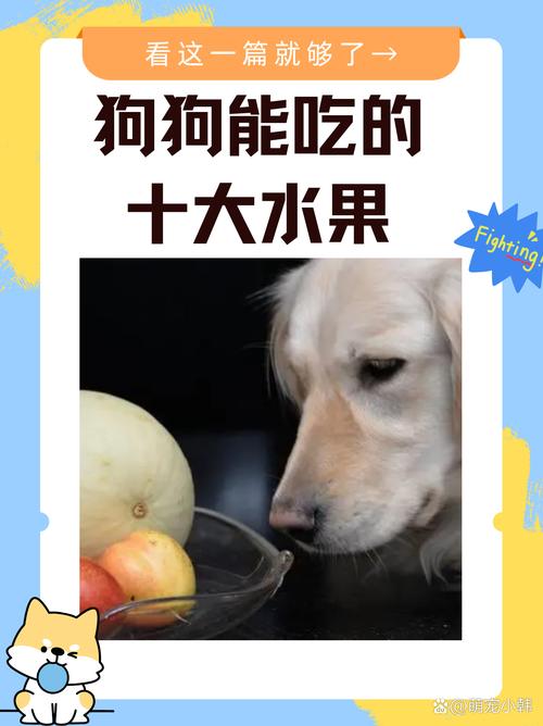 狗狗能吃苹果吗？好处与注意事项（狗狗吃苹果的好处和坏处）