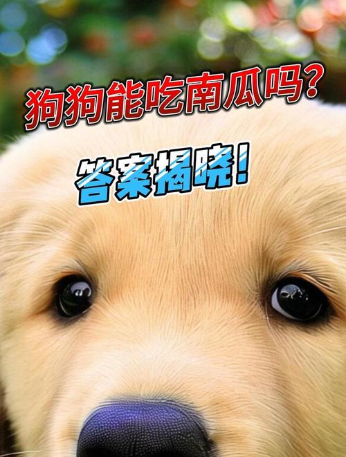 蒸南瓜养狗好，助消化减肥，幼犬腹泻慎喂（狗能不能吃南瓜）