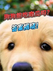 蒸南瓜养狗好，助消化减肥，幼犬腹泻慎喂（狗能不能吃南瓜）