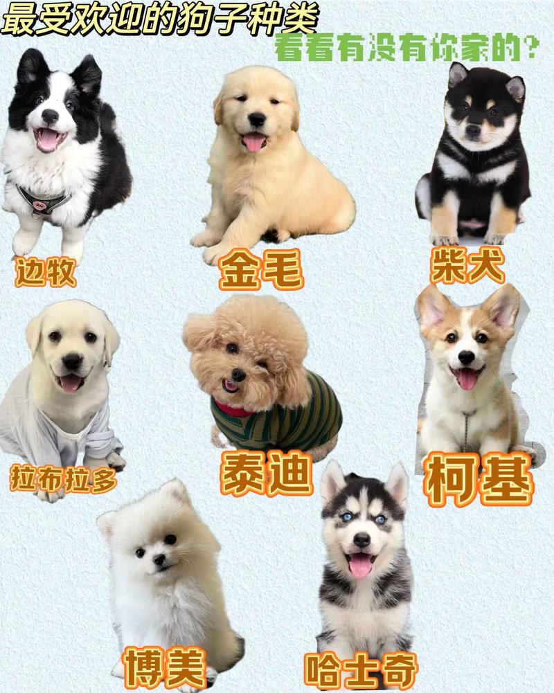 看懂狗狗外形性格,忠诚陪伴最重要(宠物犬类品种大全) 看懂狗狗外形性格,忠诚陪伴最重要(宠物犬类品种大全)