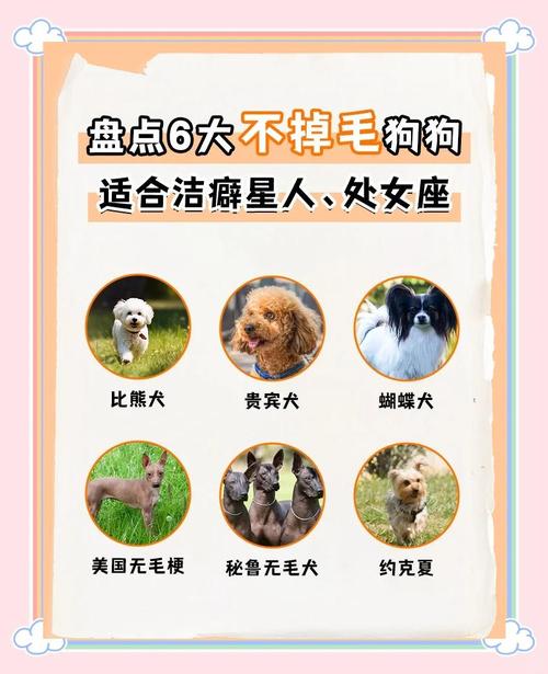 7种几乎不掉毛的品种(7种几乎不掉毛的狗狗) 7种几乎不掉毛的品种(7种几乎不掉毛的狗狗)