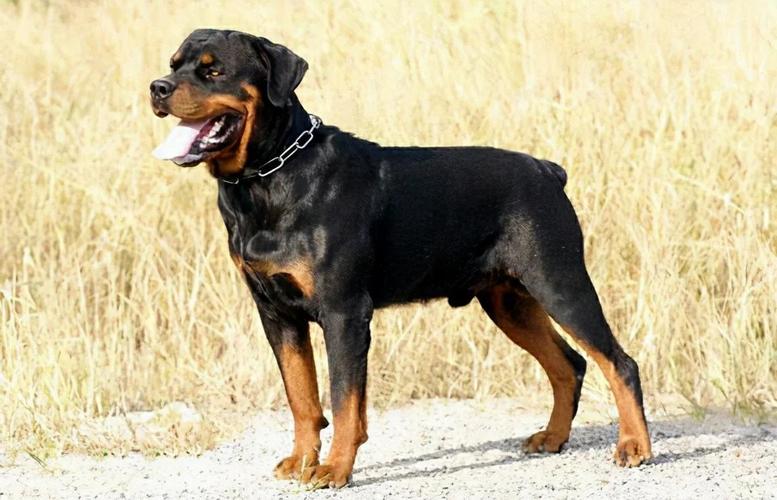 大犬体味轻性格温顺 适合家庭（中大型犬不爱叫体味不重的狗狗推荐）