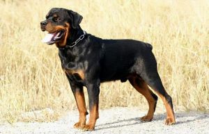 大犬体味轻性格温顺 适合家庭（中大型犬不爱叫体味不重的狗狗推荐）