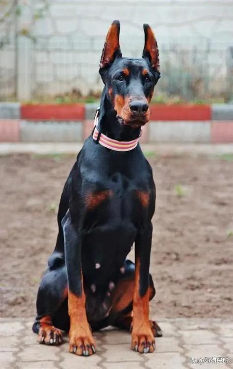高加索杜宾田园犬等品种解析（护主第一名的狗）