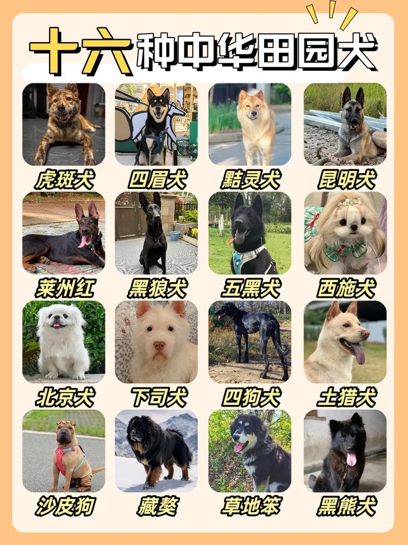 农耕文明的活化石，濒危犬种需保护（中华田园犬12个品种图土狗）