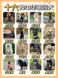 农耕文明的活化石，濒危犬种需保护（中华田园犬12个品种图土狗）