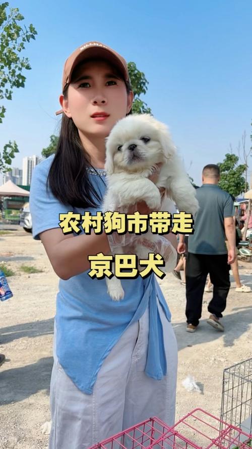 聪明少掉毛体味轻的狗推荐（什么狗吃的少拉的少聪明不掉毛）