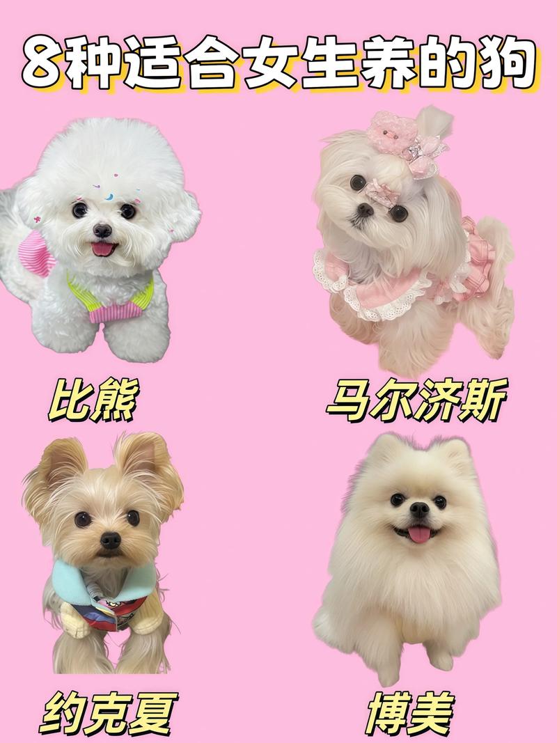 小型犬优点缺点全解析,养狗必备指南(家庭养什么狗合适) 小型犬优点缺点全解析,养狗必备指南(家庭养什么狗合适)
