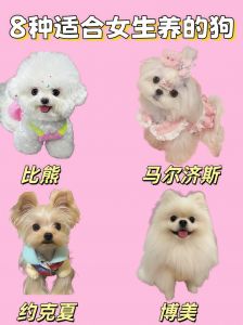 小型犬优点缺点全解析，养狗必备指南（家庭养什么狗合适）