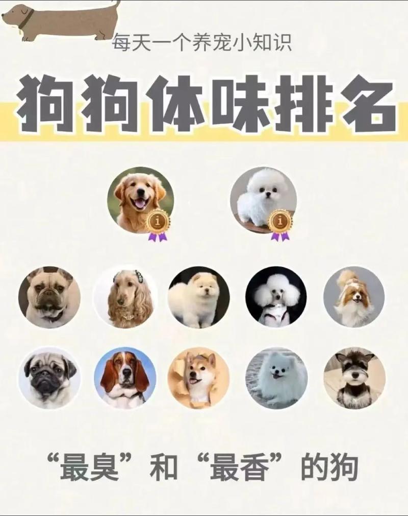 狗狗体味大不同犬种气味差异及护理（狗“体臭”排行榜）
