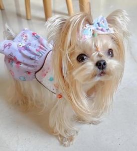贵宾比熊中国冠毛犬（哪种狗没有体味不掉毛）