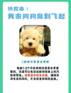 狗狗体味重？皮肤失衡是主因（狗狗气味很重怎么办）