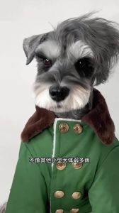 贵宾比熊马尔济斯（体味小的狗还不掉毛）