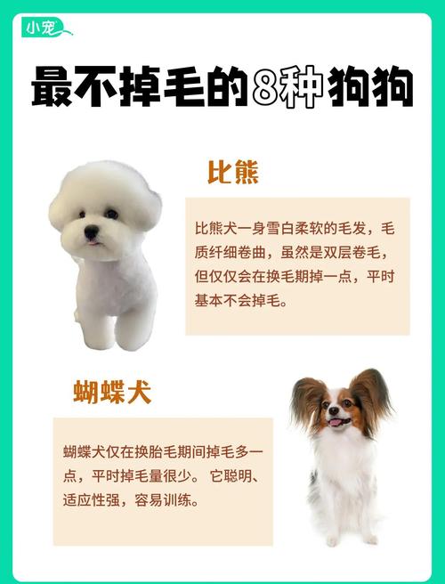 贵宾比熊雪纳瑞推荐（无异味掉毛少的狗推荐一下）