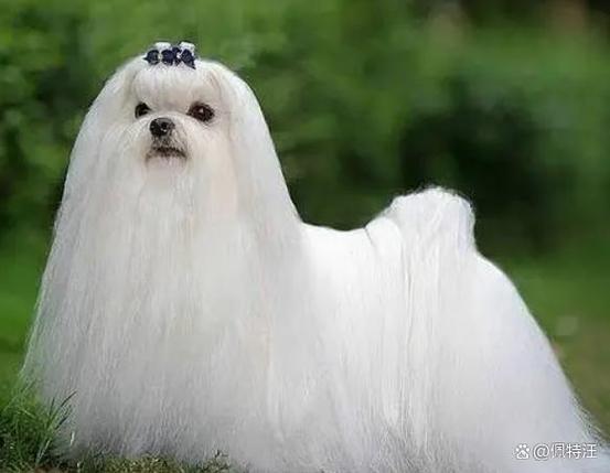需勤梳毛，选养前请考虑（毛很长的狗小型犬）
