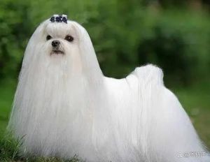 需勤梳毛，选养前请考虑（毛很长的狗小型犬）