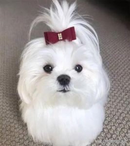 雪纳瑞约克夏西高地白梗贵宾犬比熊犬（不掉毛不拆家不体臭的狗）