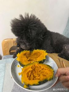狗狗吃南瓜好处多，注意适量煮熟喂（狗狗最忌三种南瓜）