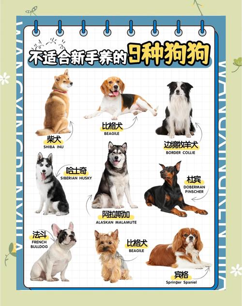 金毛泰迪博美等10种萌宠推荐（不拆家的狗有哪些）