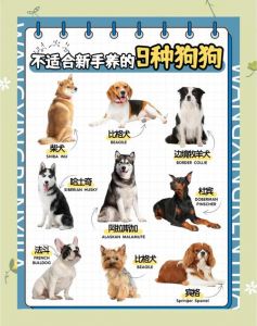 金毛泰迪博美等10种萌宠推荐（不拆家的狗有哪些）