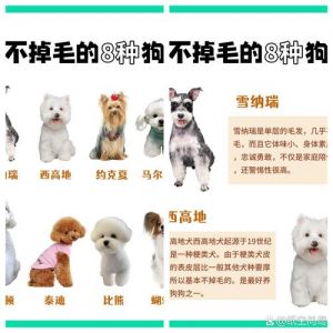 占地小易打理，比熊吉娃娃等品种推荐（小体型不掉毛不体臭的狗）