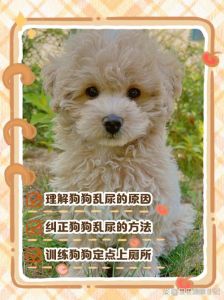 狗狗乱尿原因及解决方法（狗狗在家里撒尿怎么办）