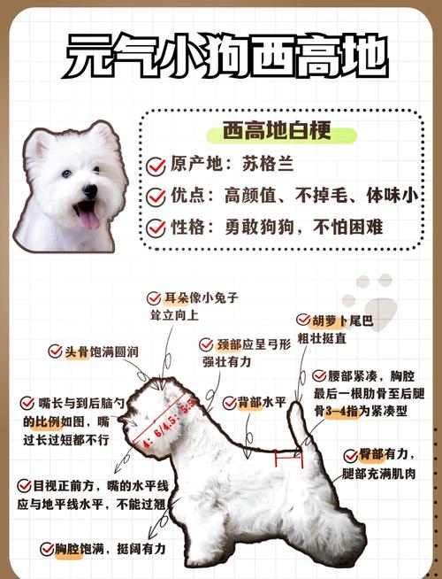 狗狗春季掉毛多？原因及护理看这里！（小狗为什么掉毛）