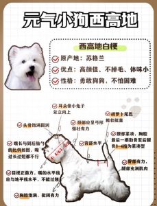 狗狗春季掉毛多？原因及护理看这里！（小狗为什么掉毛）