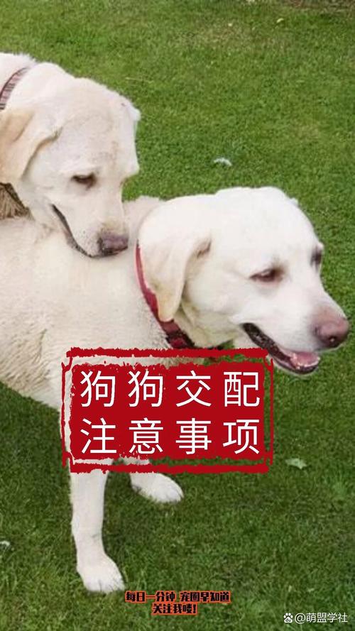都市人宠情深,视若家人(狗狗比老公管用) 都市人宠情深,视若家人(狗狗比老公管用)