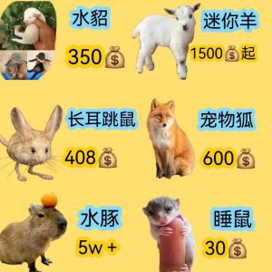 小宠好养不贵，仓鼠乌龟金鱼伴你乐（耐养便宜冷门小宠物）