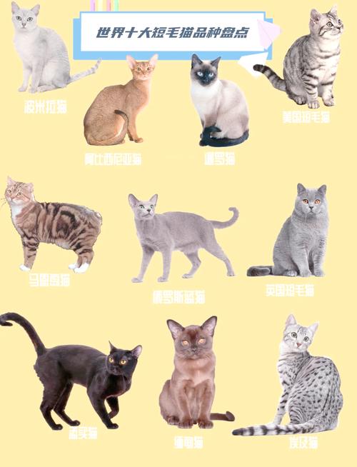 10种热门猫咪品种大PK（10宠物猫的品种选一种）
