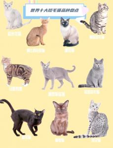 10种热门猫咪品种大PK（10宠物猫的品种选一种）