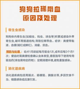 狗狗拉血急送医，主人速查原因！（狗狗拉稀拉血）
