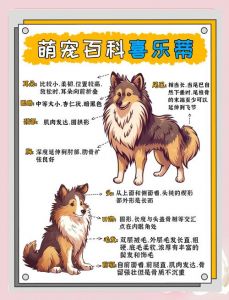 体型性格分类选适合（狗品种大全100种）