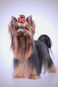 柴犬雪纳瑞贵宾柯基高西地白梗（最不爱叫不掉毛的狗）