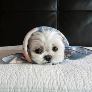 荷兰狮法老王猎犬及爱斯基摩犬（一点体味没有的宠物）