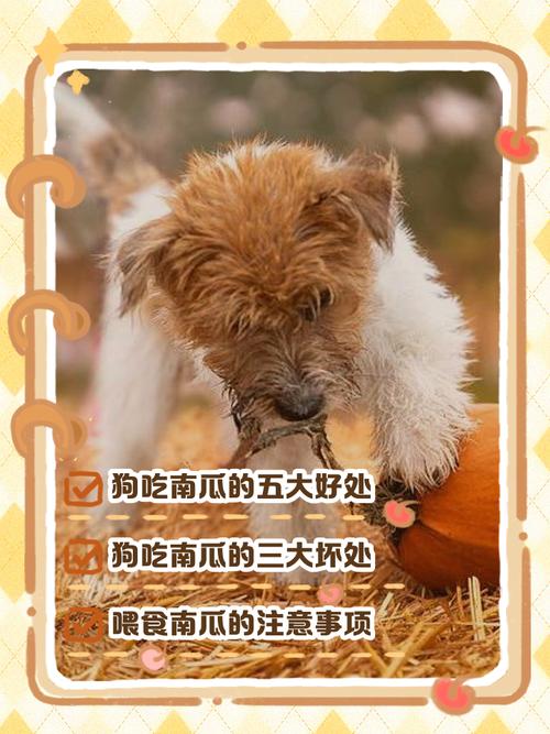 狗吃南瓜有风险，煮熟更安全，南瓜籽要剔除（狗吃了生南瓜怎么办）