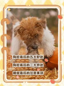 狗吃南瓜有风险，煮熟更安全，南瓜籽要剔除（狗吃了生南瓜怎么办）