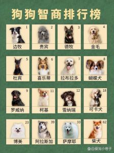 边牧贵宾德牧，聪明又需陪伴（最聪明的狗排名第一）