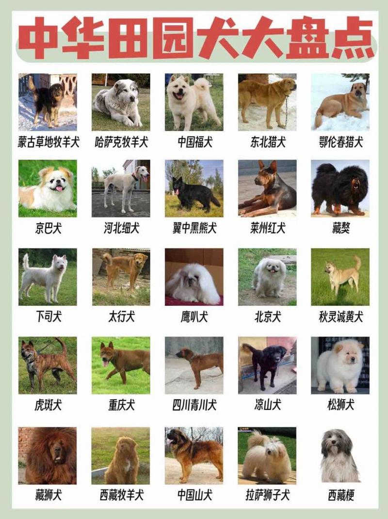 六种中国本土犬种特点解析(土狗12个品种图) 六种中国本土犬种特点解析(土狗12个品种图)
